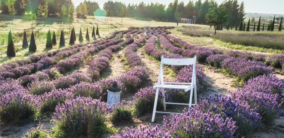 lavander